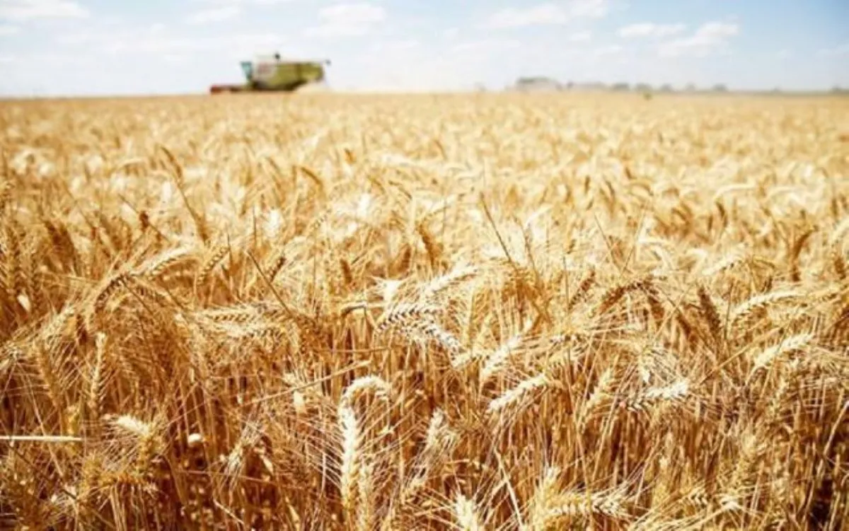 مؤسسة الحبوب تبدأ صرف مستحقات مزارعي القمح