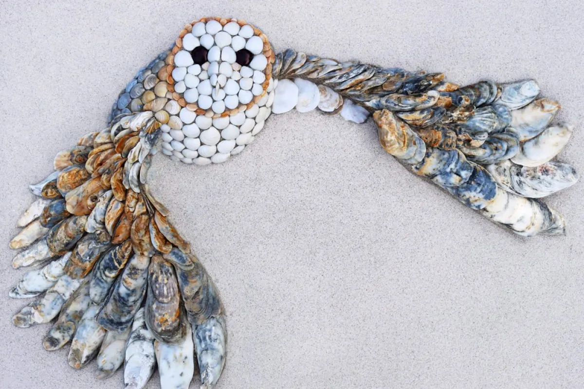 البومة - من فيس بوك آنا