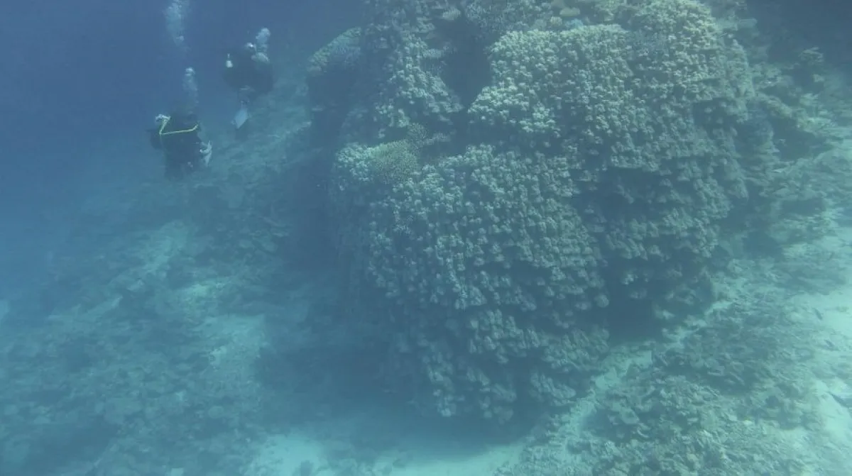 شركة البحر الأحمر تكتشف مستعمرة مرجانية في جزيرة الوقادي عمرهاـ600 عام
