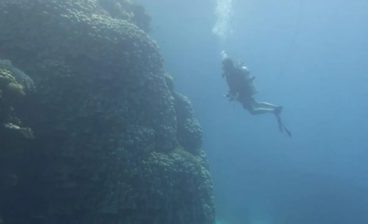 اكتشاف مستعمرة مرجانية ضخمة في جزيرة سعودية