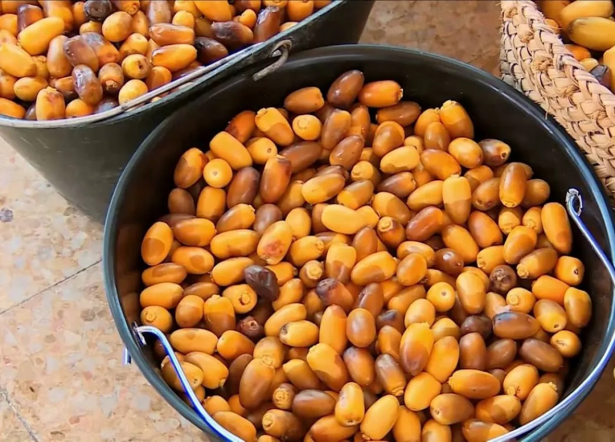 التحكم بمستوى السكر لدى مريض السكري أهم بكثير من الاستمتاع بموسم الرطب