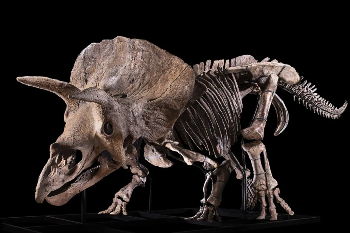 -ديناصور في مزاد