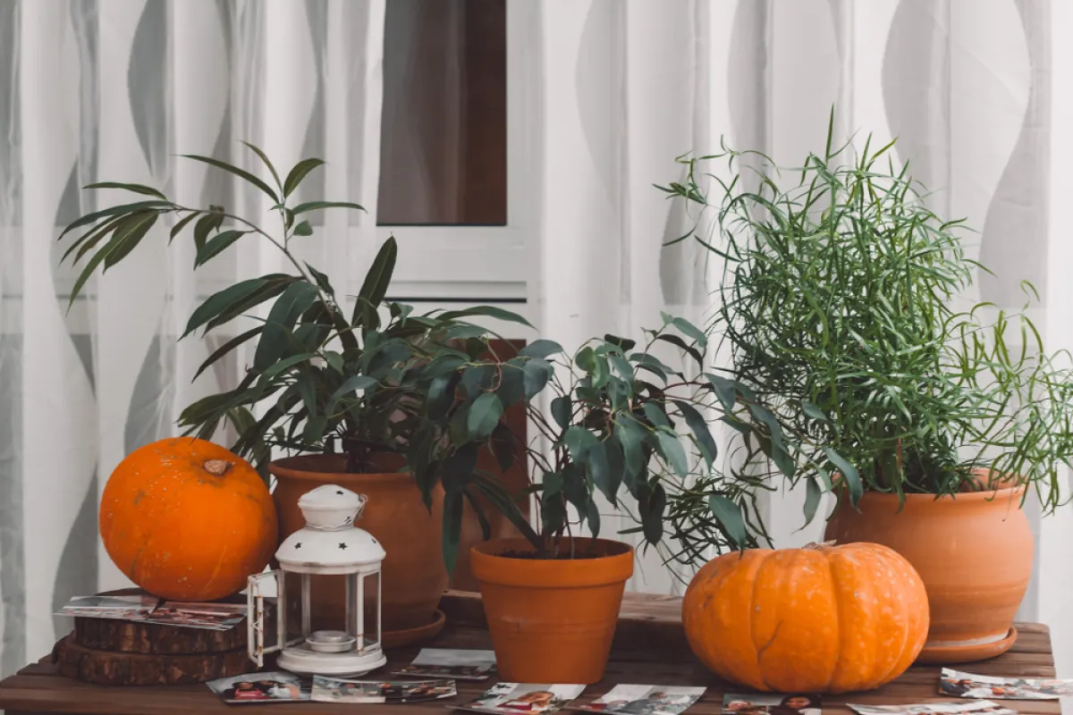 تنسيق النباتات الداخليّة    