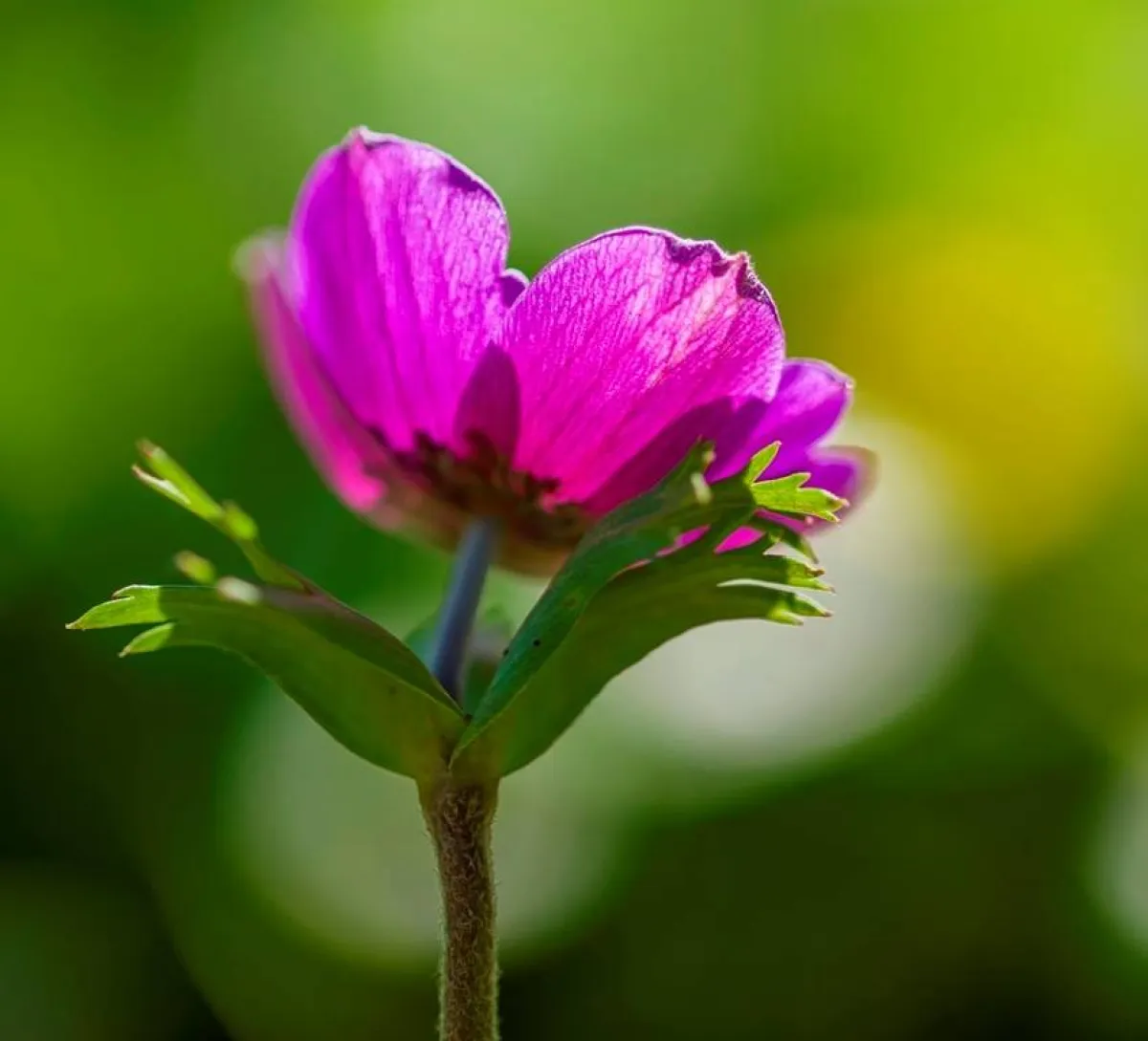 العكر الفاسي