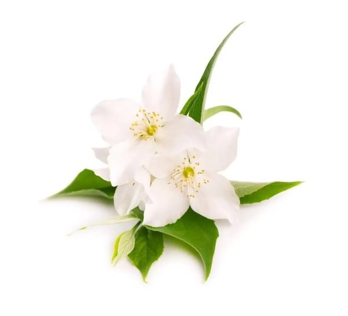 خلطة عطور عربية للعروس