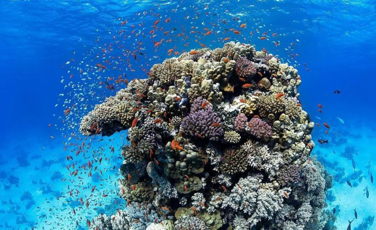 اكتشاف كائنات بحرية عملاقة ونادرة وجزر جديدة في شمال البحر الأحمر - الصورة من واس