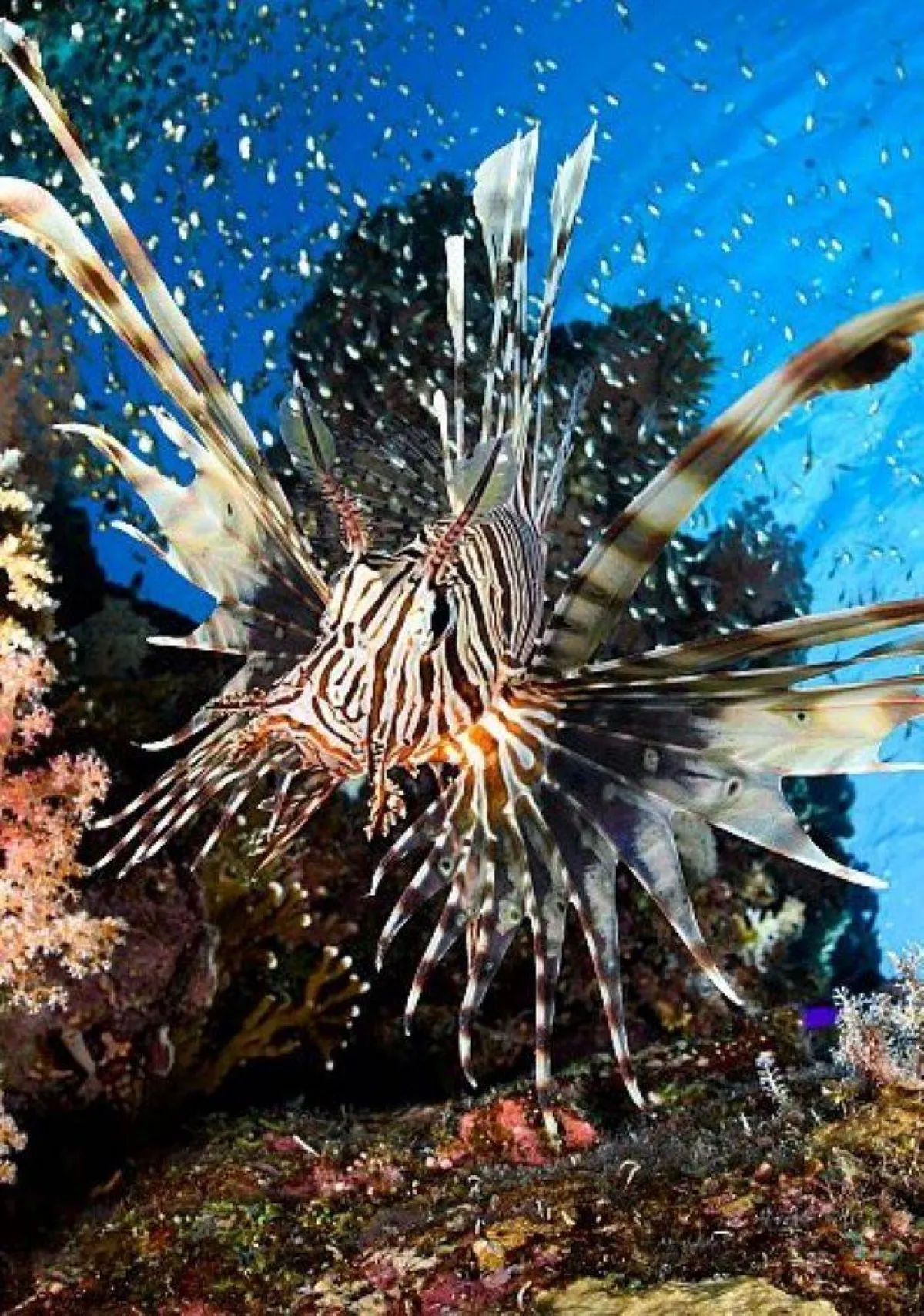 كائن في أعماق البحر الأحمر