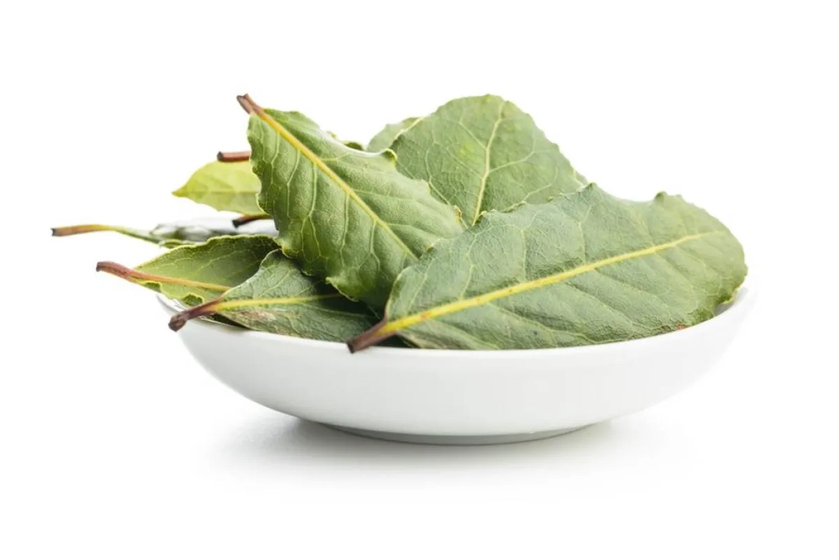 أوراق الغار تبعد الصراصير عن مطبخك