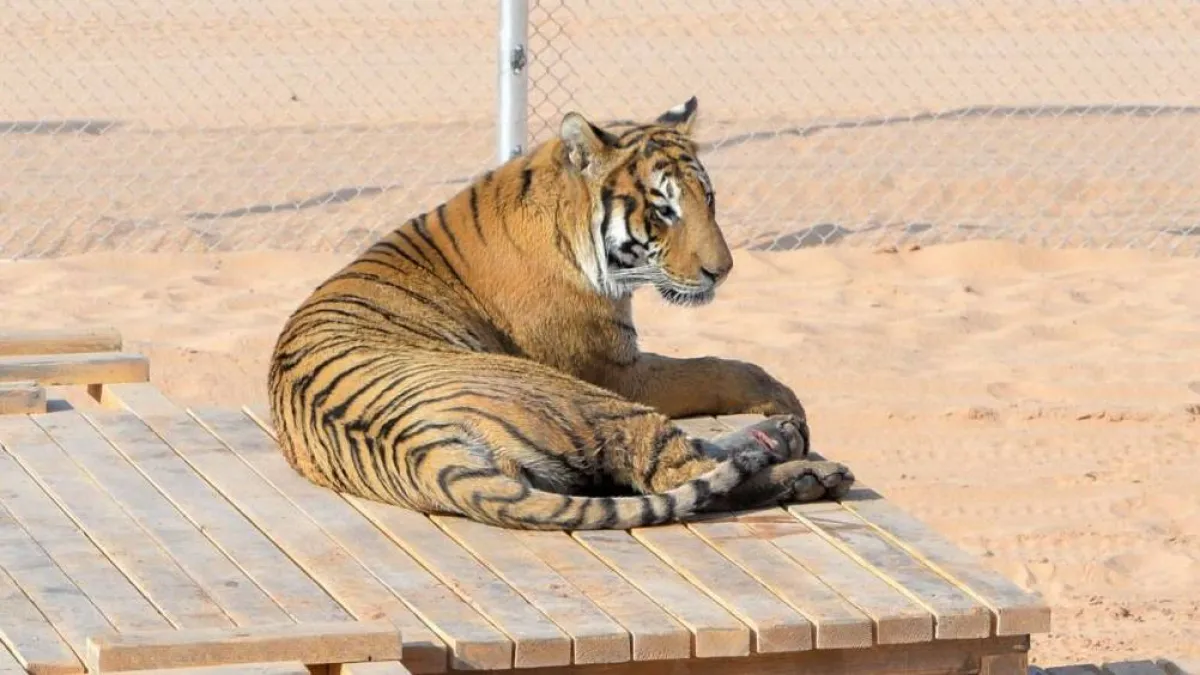 النمر الذهبي. المصدر (واس)