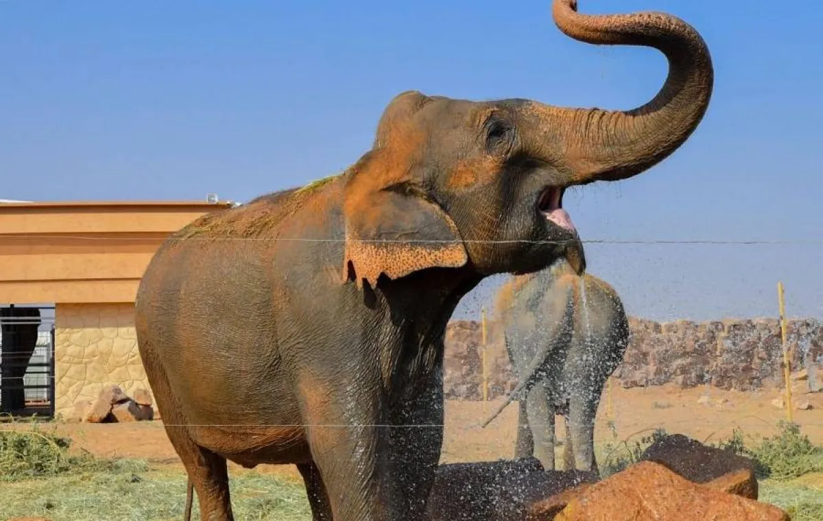 الفيلة الأفريقية. المصدر (واس)