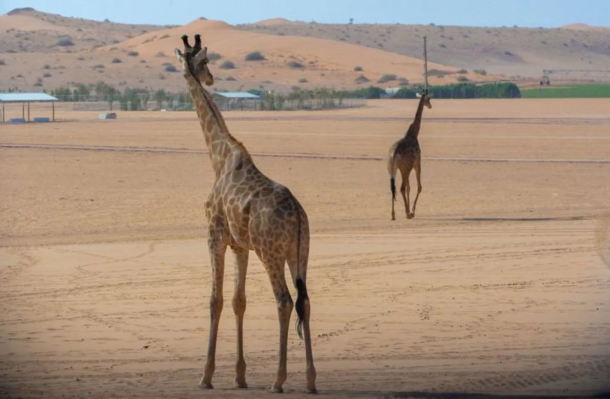 الزرافات. المصدر (واس)