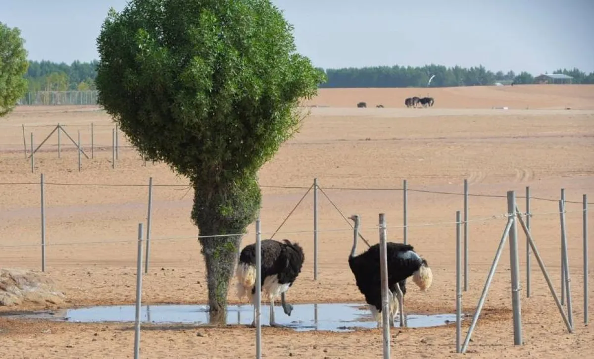 طائر النعامة في رياض سفاري. المصدر (واس)