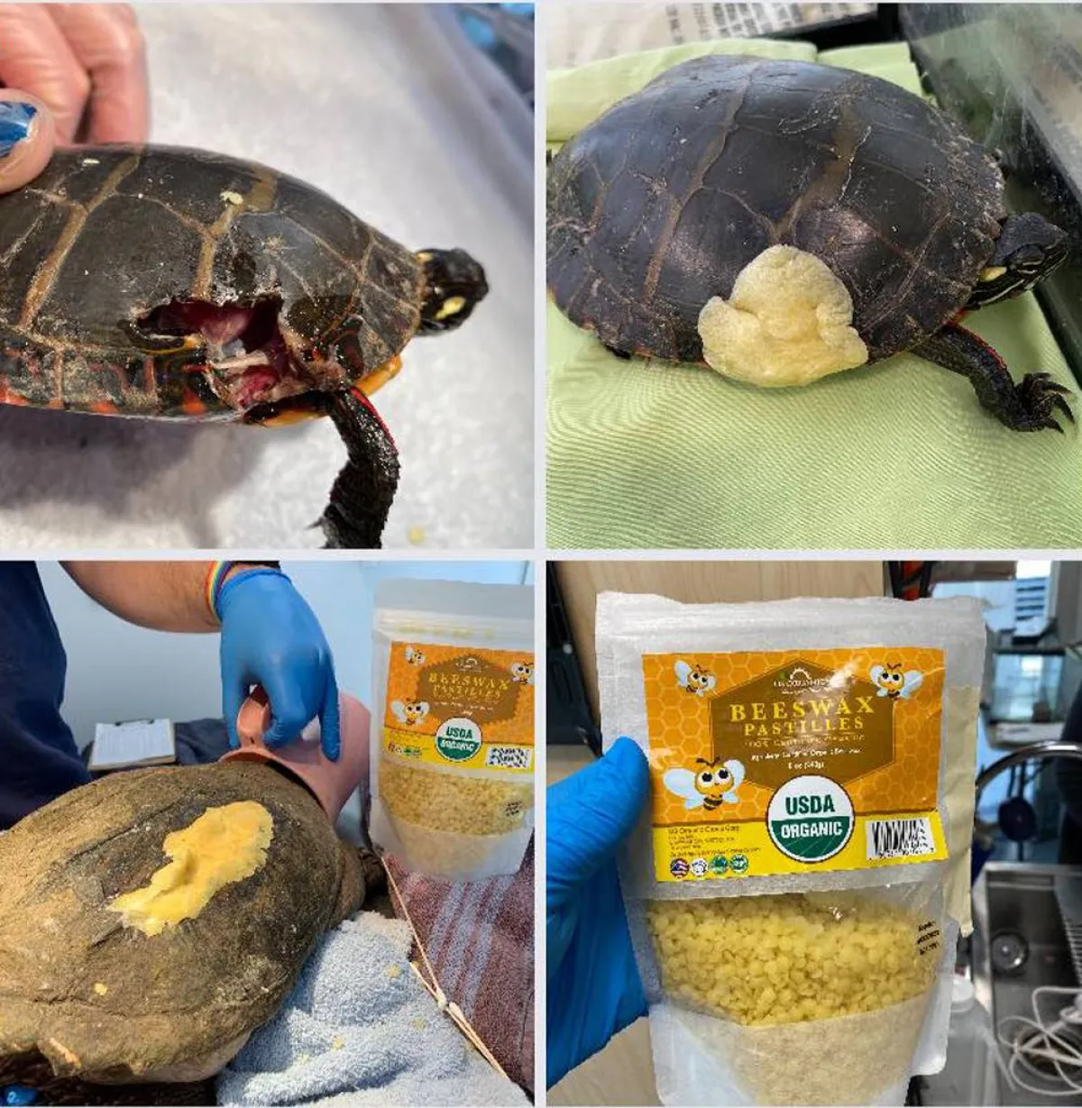 سلحفاة "غريبة الأطوار" برأسين و6 أرجل 