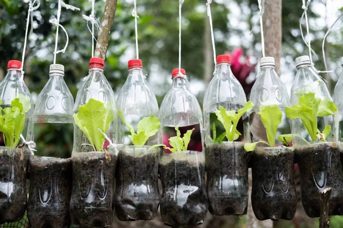 القوارير البلاستيكيّة مستخدمة في زراعة النباتات 