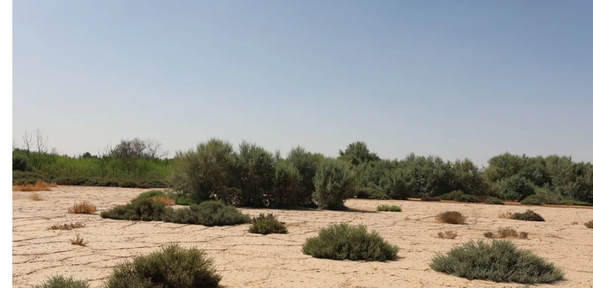 الجهود المبذولة لوقف الصحر  