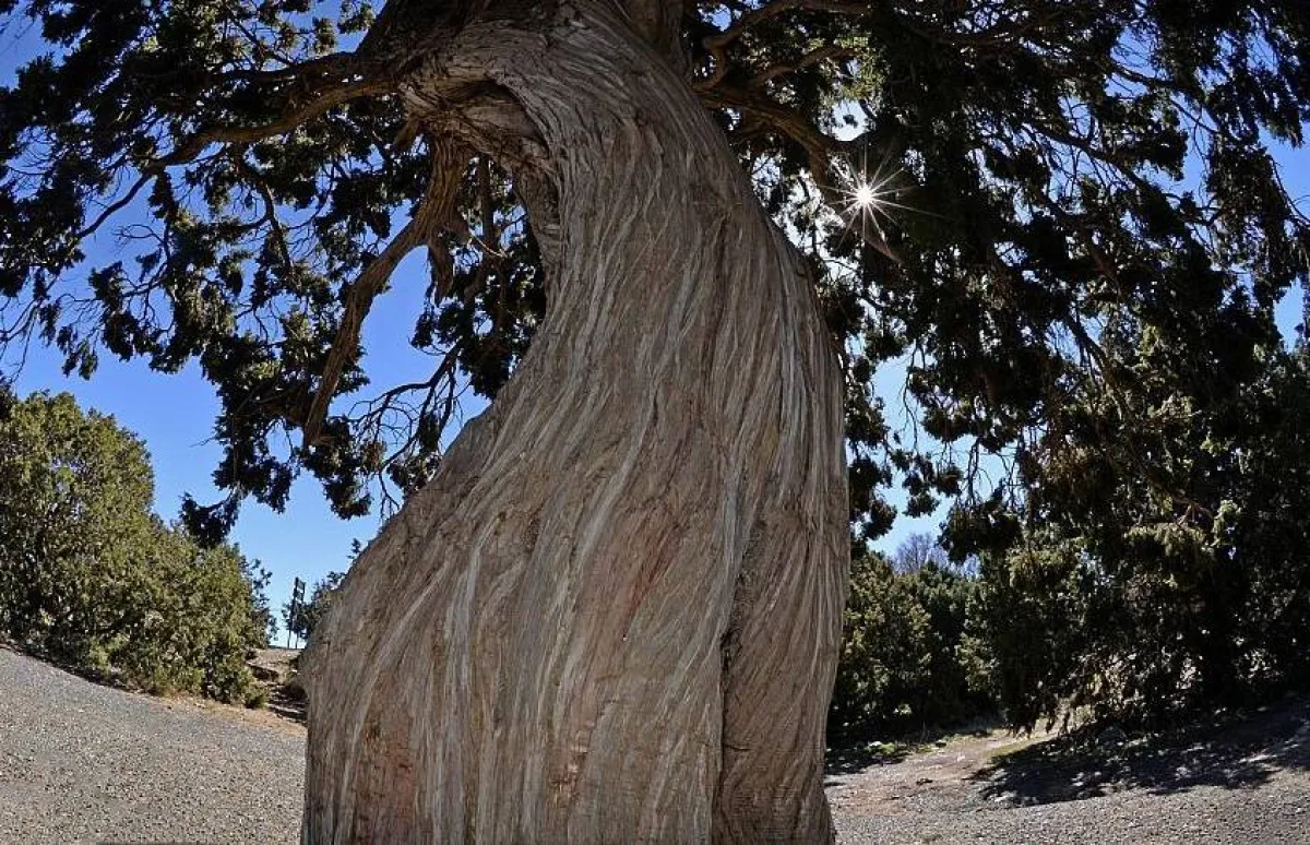 237 شجرة معمرة ونادرة في عسير مهددة بالانقراض. المصدر (واس)