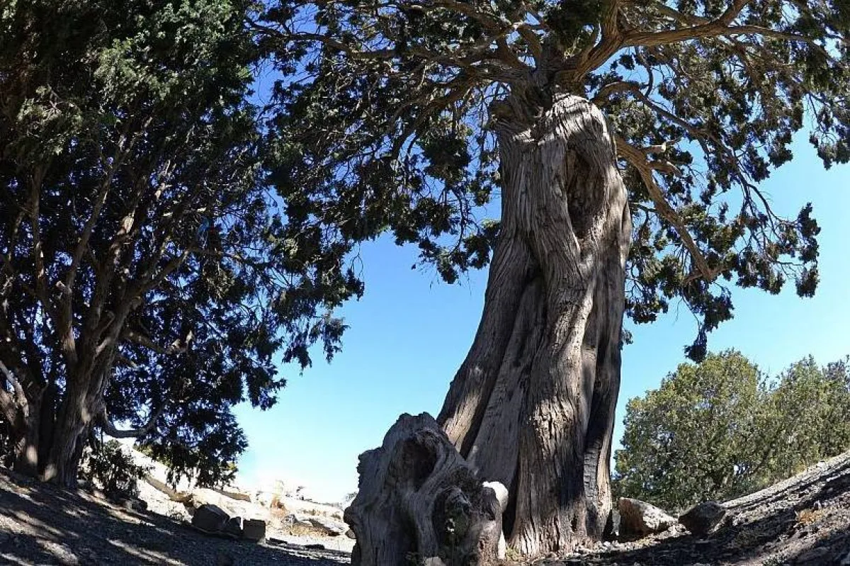 الأشجار المعمرة أهم مقومات الحياة الاجتماعية في عسير. المصدر (واس)