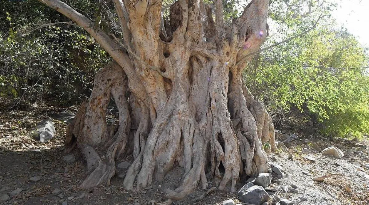 شرعت السعودية في حماية الغابات. المصدر (واس)