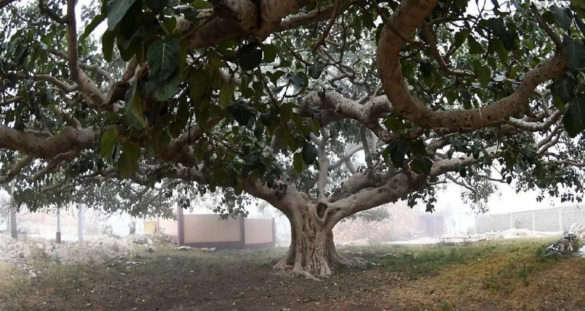 تغطي الغابات 2.7 مليون هكتارًا من مساحة السعودية . المصدر (واس)