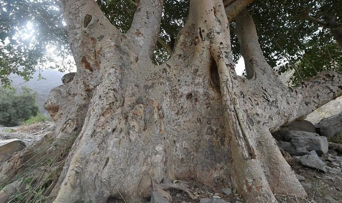 تتوزع الأشجار في أكثر من 55 موقعًا . المصدر (واس)