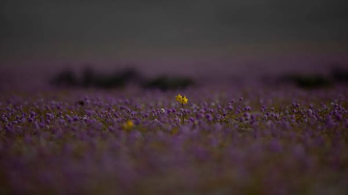 في ظاهرة غريبة.. صحراء قاحلة تكتسي بالزهور