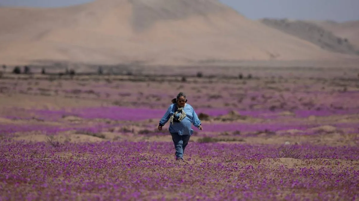 صحراء تكتسي بزهور جميلة مع بداية الربيع