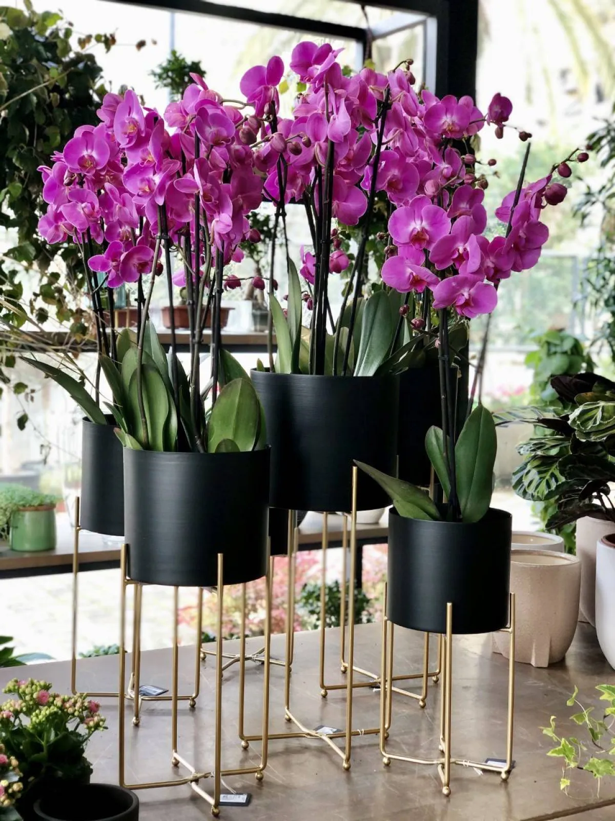 الـ"أوركايد" والزنبق والـ"ألوافيرا" ونبات الثعبان والـ"سنسفيرا" والـ"فوجير"، "تنعش" غرف النوم 