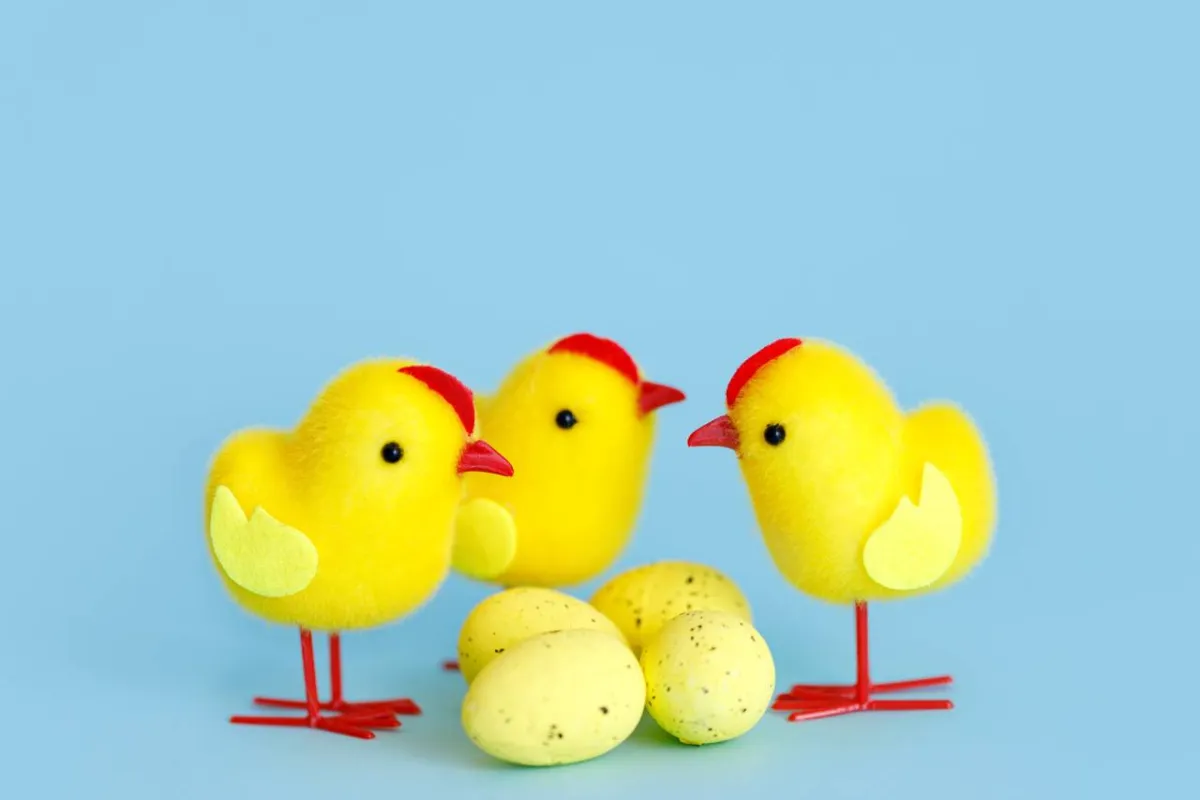 صورة لـ 3 صيصان صفراء