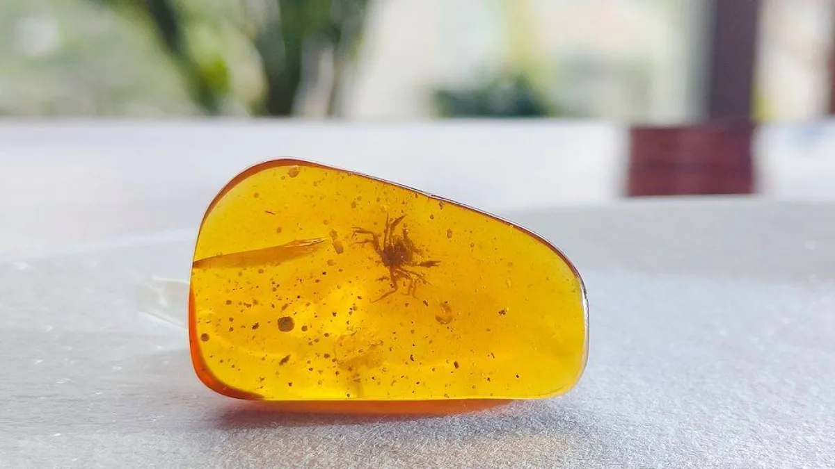 اكتشاف أقدم سلطعون في العالم