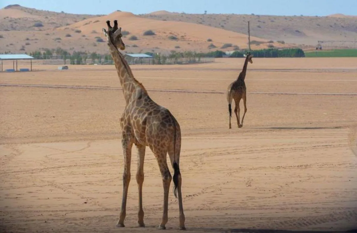 يضم سفاري الرياض حيوانات متنوعة ونادرة. الصورة من (واس)