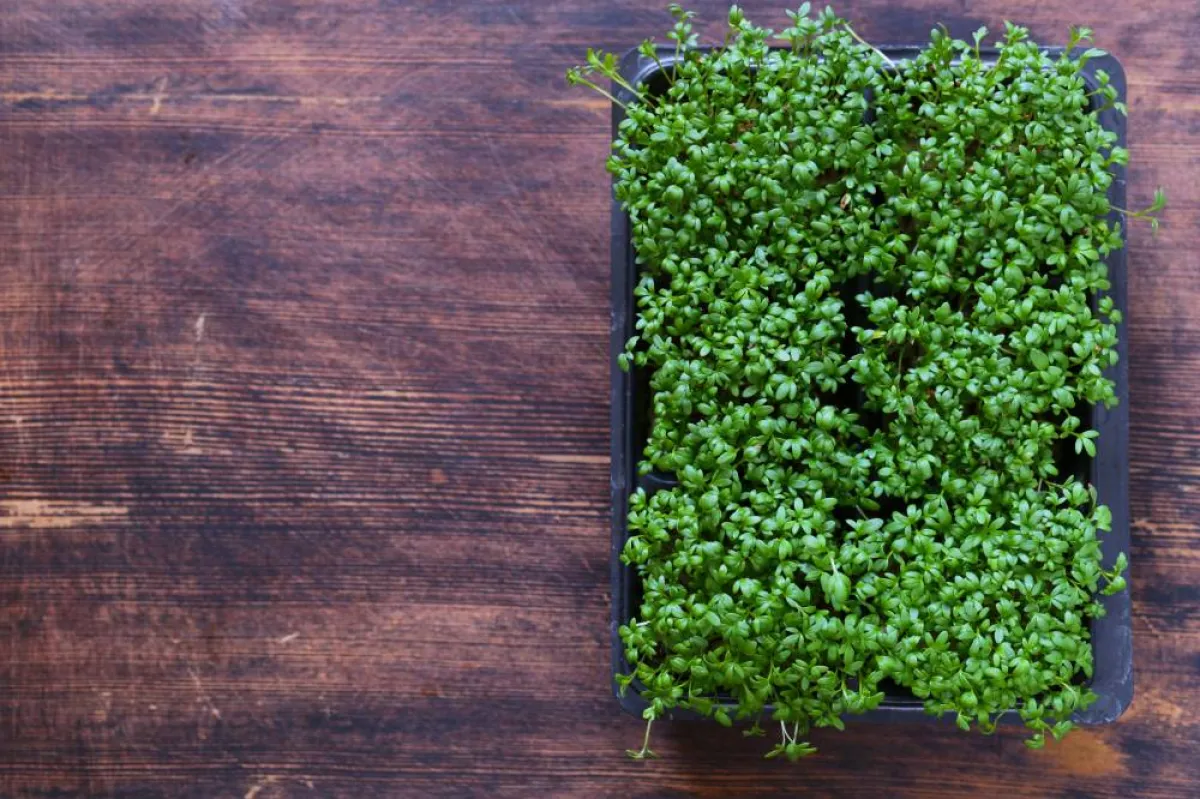 صورة لرشاد الحديقة