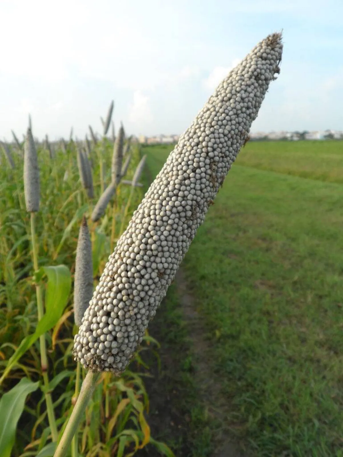 صورة لنبتة الدخن اللؤلؤي