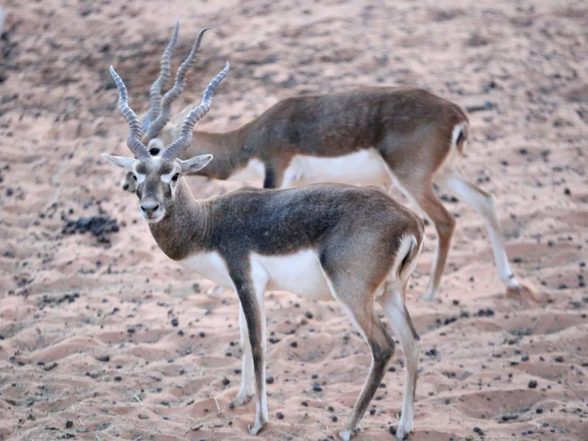 الحيوانات البرية
