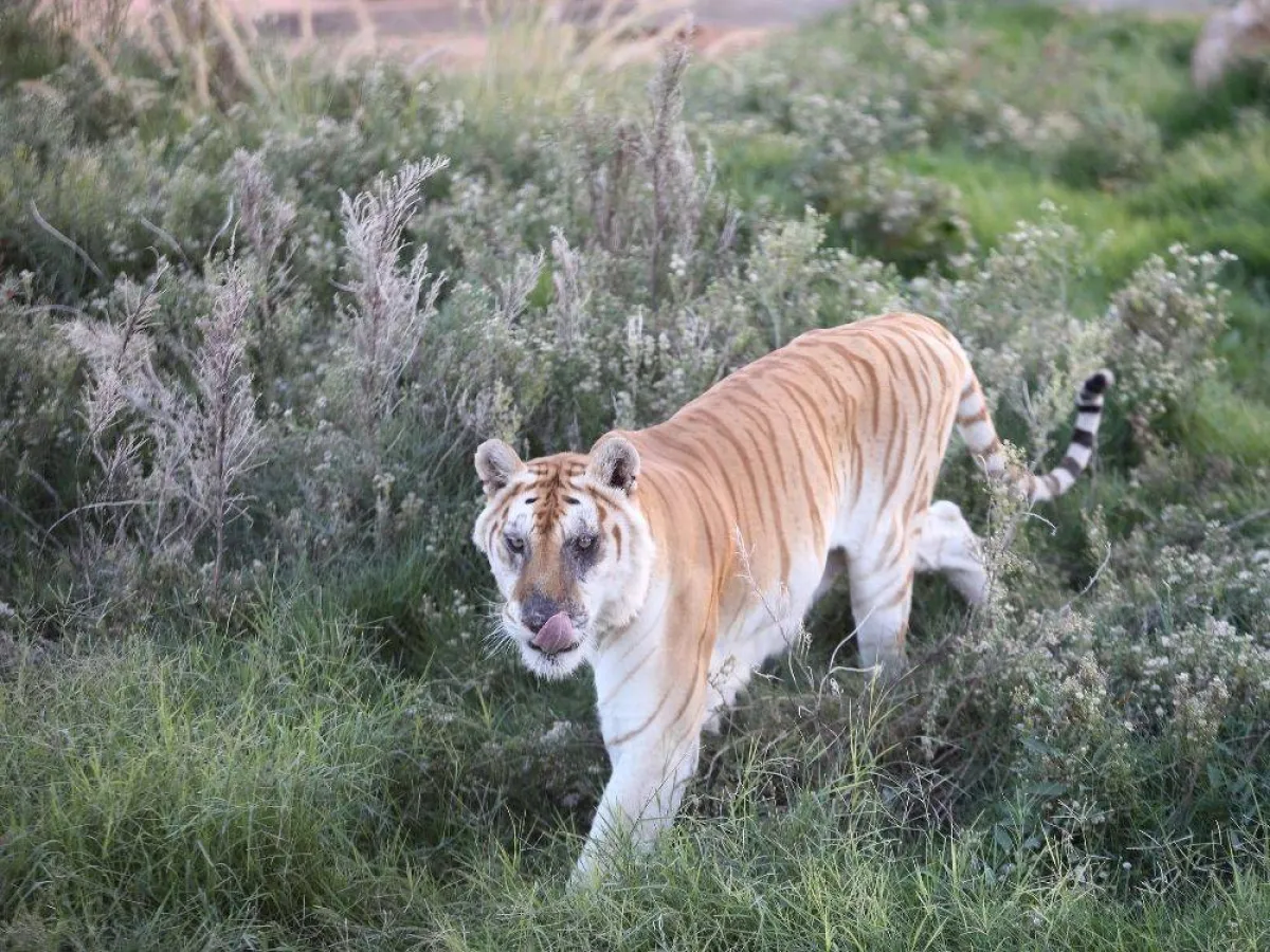 موسم الرياض 2021