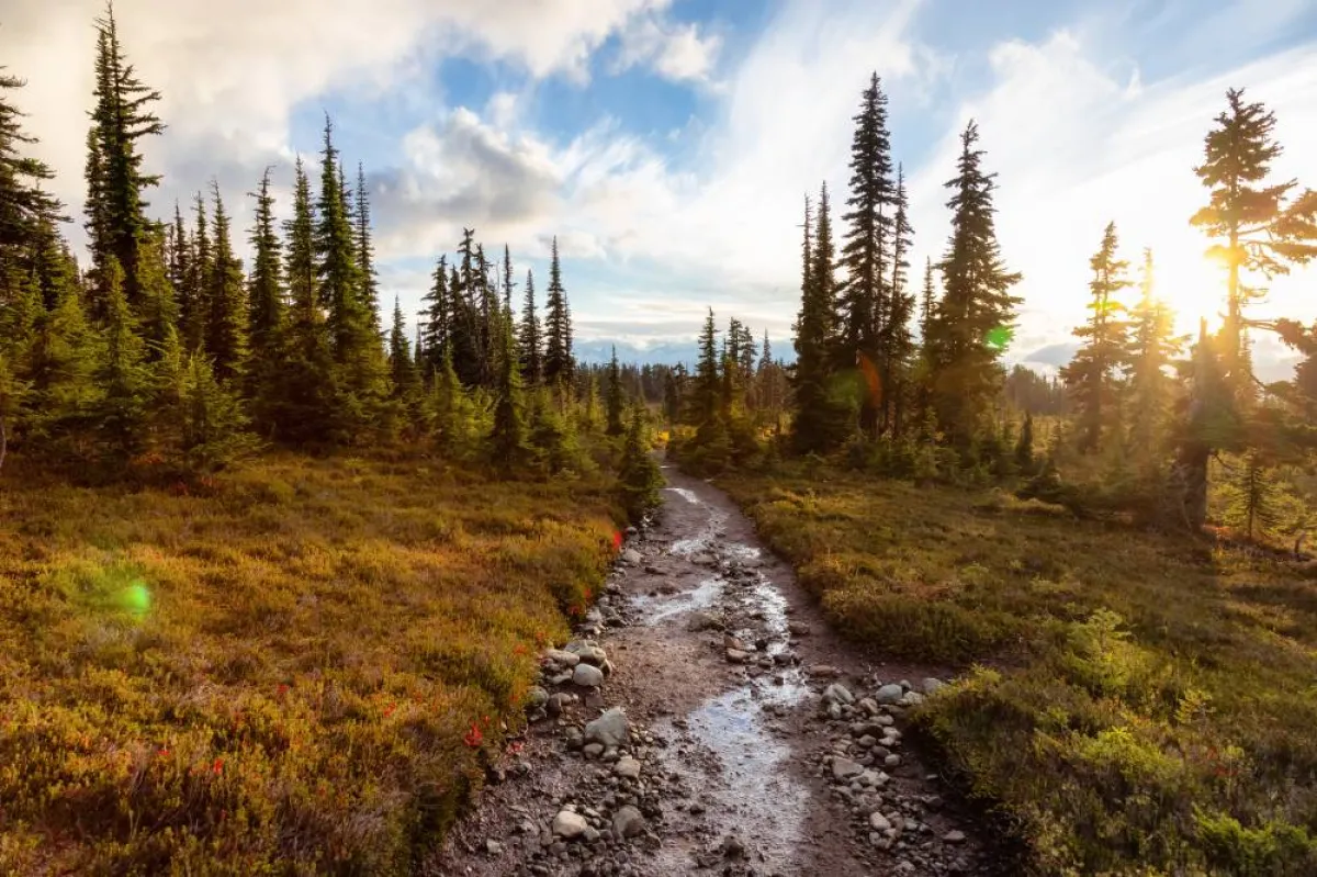 قضاء رحلة مميزة في أجمل الغابات سيرًا على الأقدام