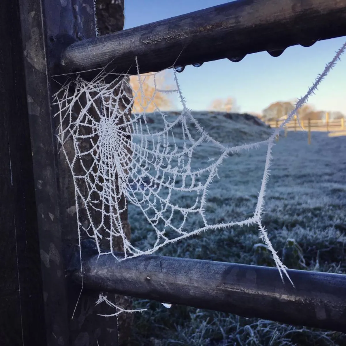 صورة لخيوط العنكبوت