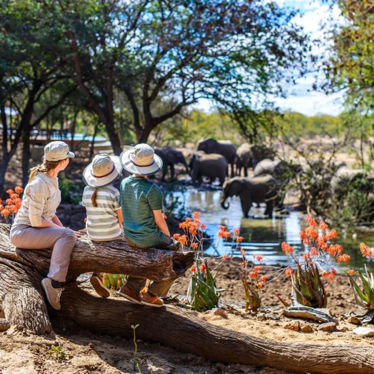 صورة لأسرة تشاهد الحيوانات