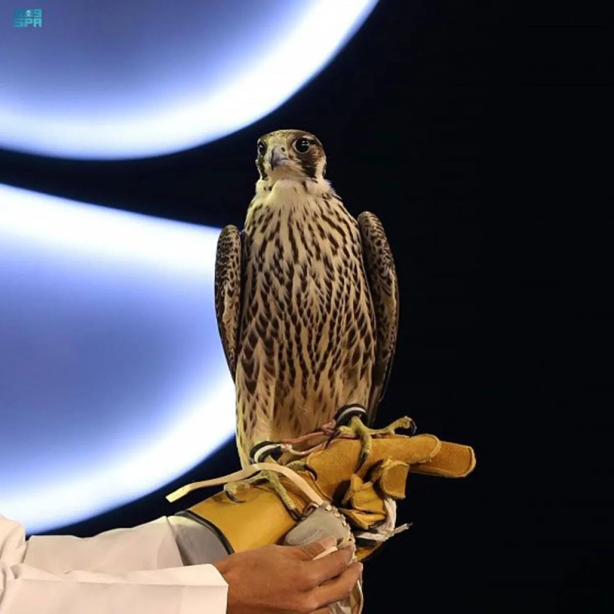 مبيعات النسخة الثانية لمزاد نادي الصقور السعودي تقارب الـ 7 ملايين ريال