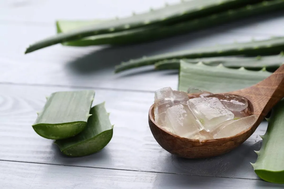 يُعالج هلام الألوفيرا جفاف الجلد