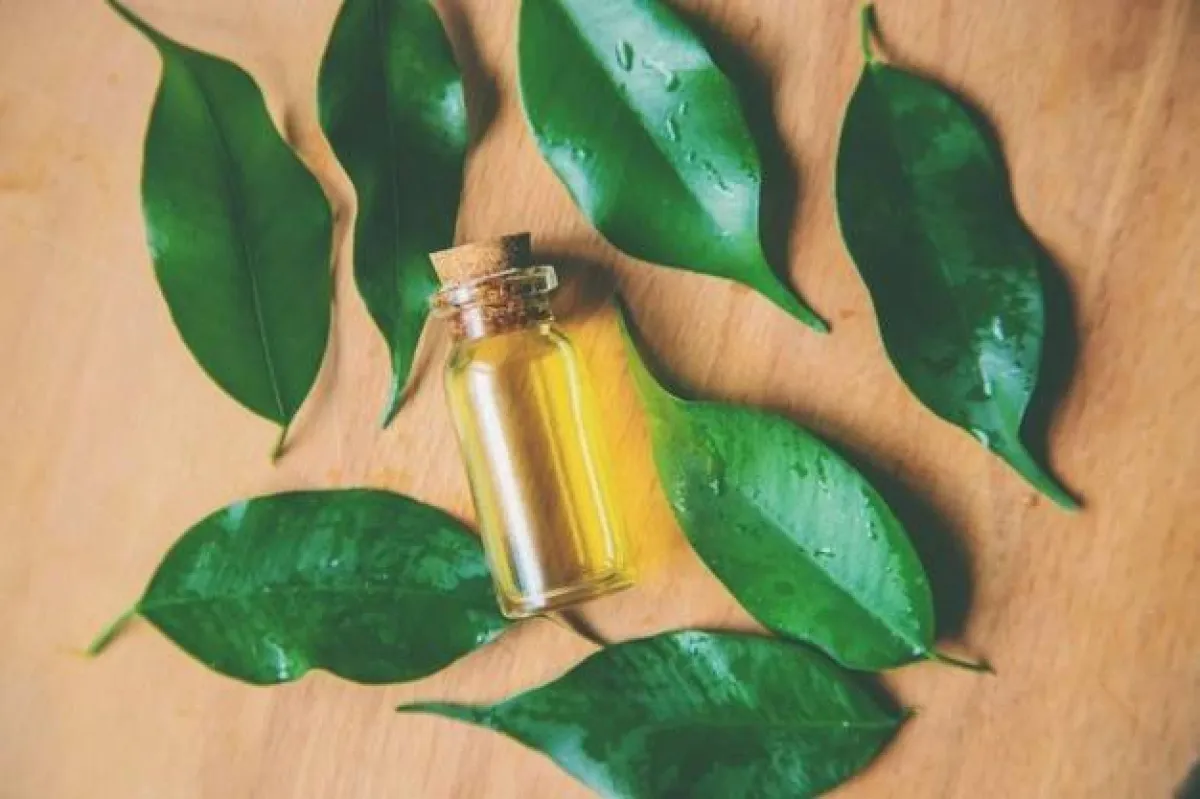 زيت شجرة الشاي لشعر العروس