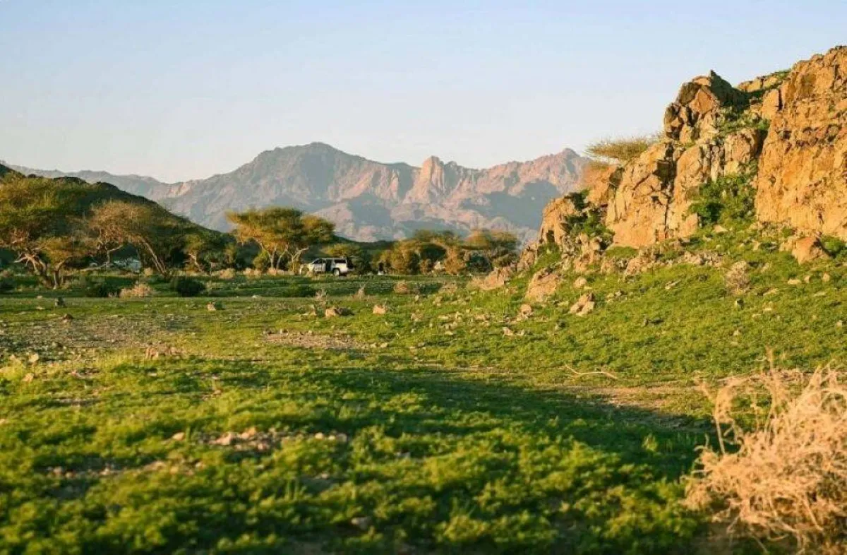 بساط ربيعي أخضر يكسو فيافي بدا  بمحافظة الوجه.