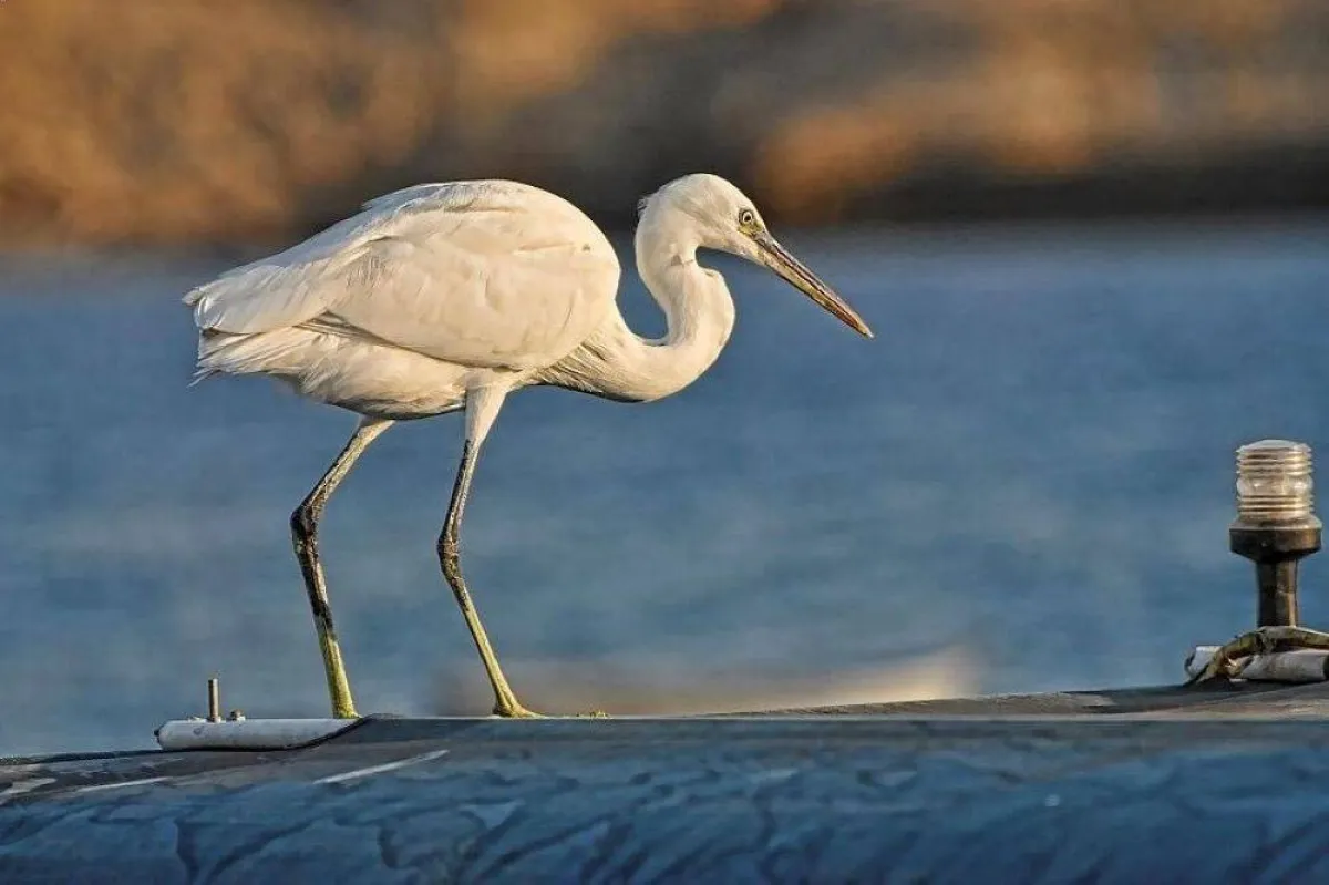 الحياة الطبيعية في الوجه 
