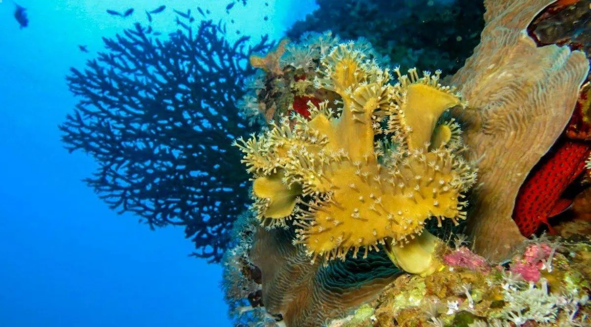 آفاق سياحية ومقصد عالمي لهواة الغوص