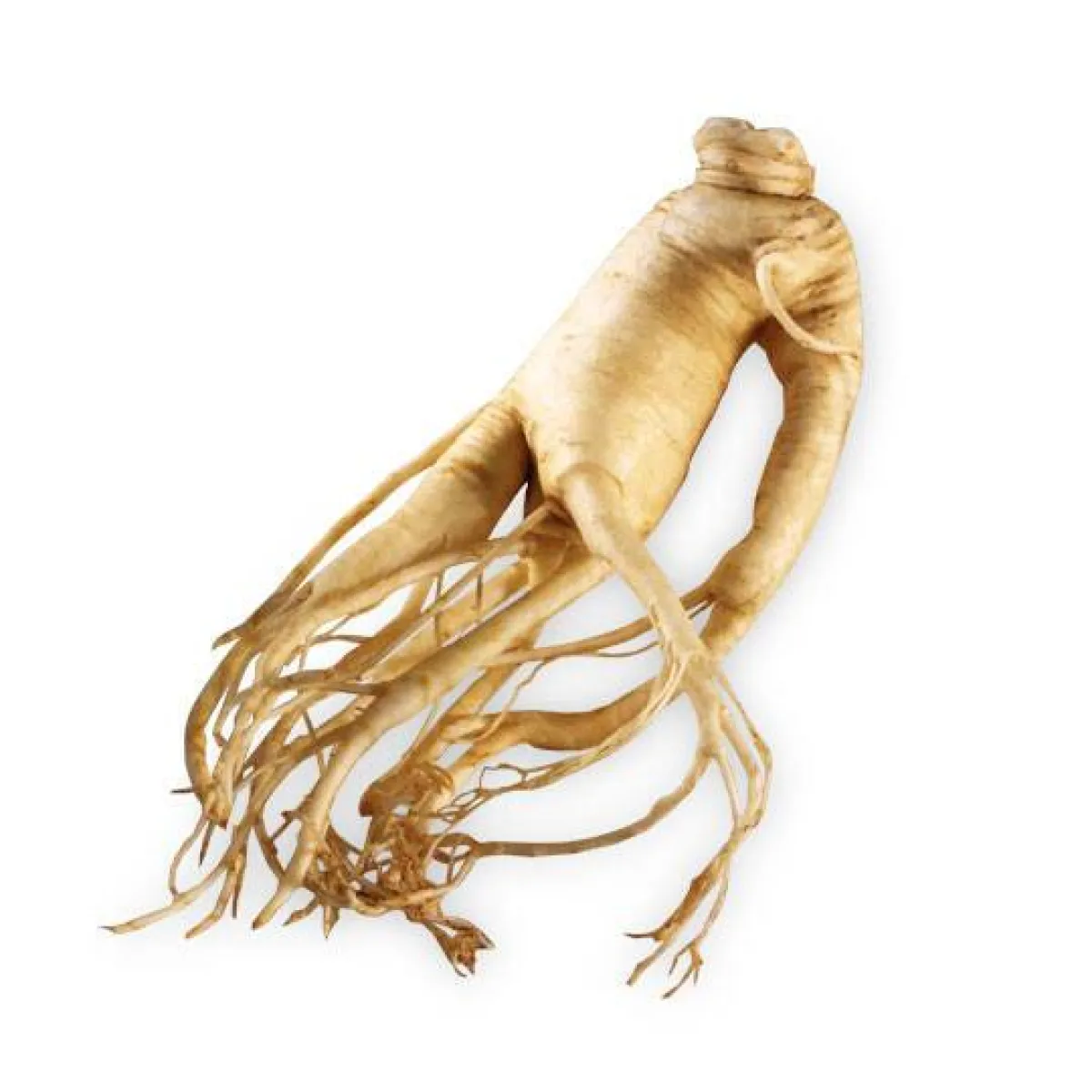 الجينسنغ لمحاربة الهالات السوداء والتجاعيد