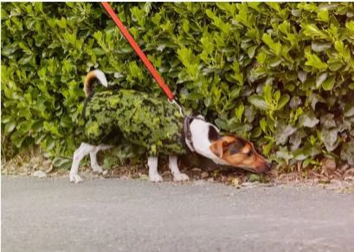 كلب يرتدي سترة  تتماهى مع الخلفية