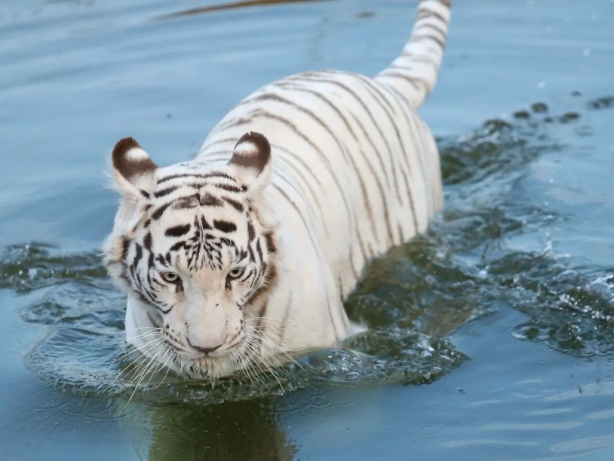 سفاري الرياض