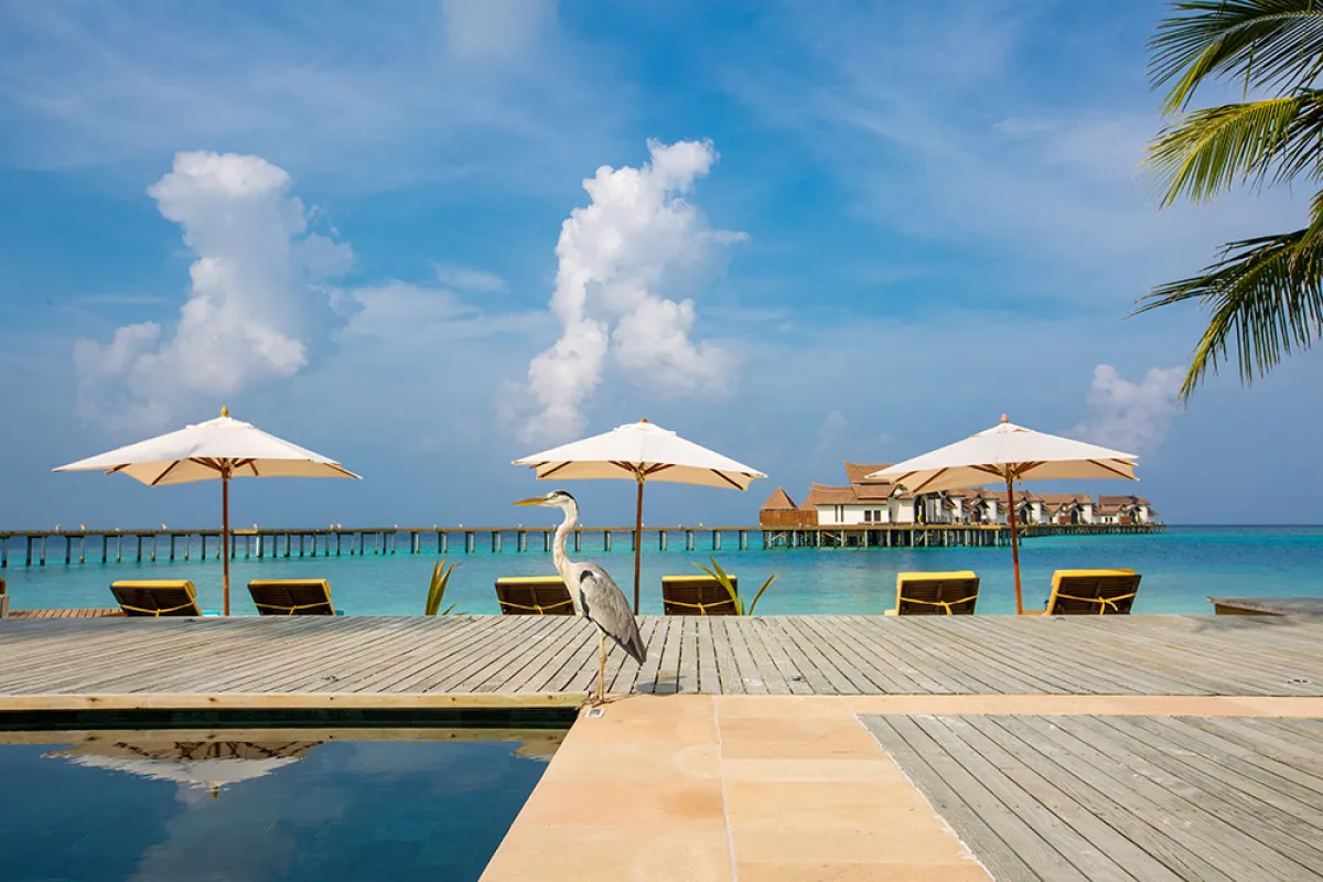 منتجع OZEN RESERVE BOLIFUSHI