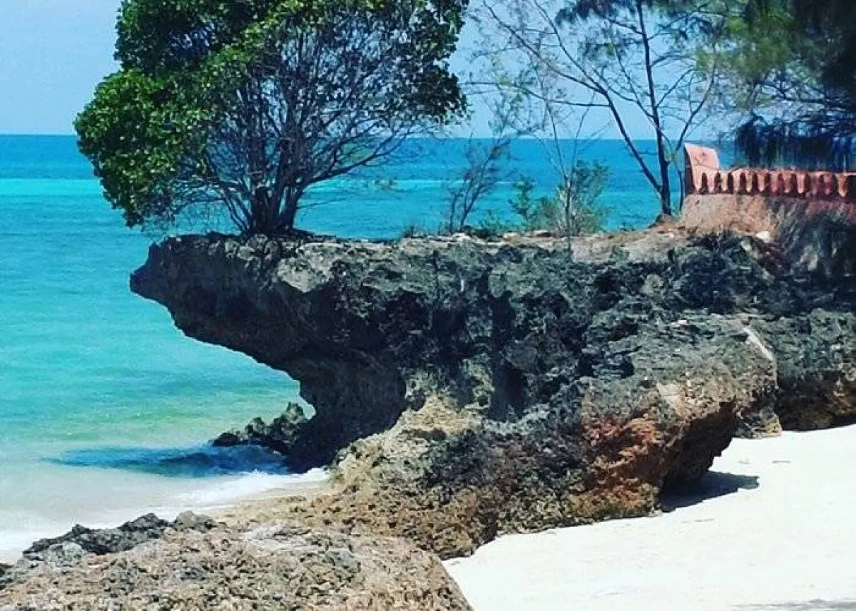 حتى الاشجار تنبت وسط الصخور في مدينة ستون تاون