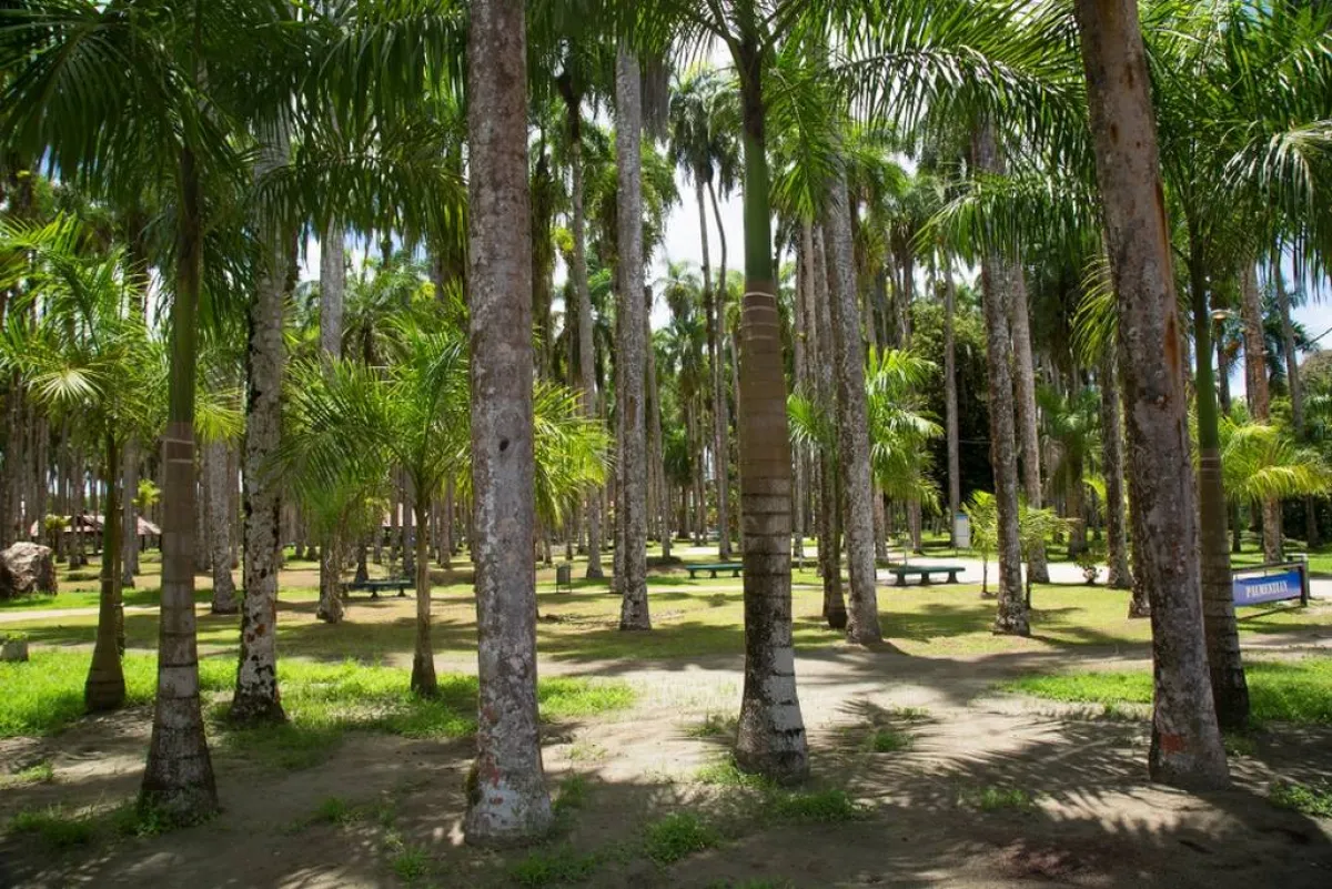 حدائق النخيل  في باراماريبو، عاصمة سورينام