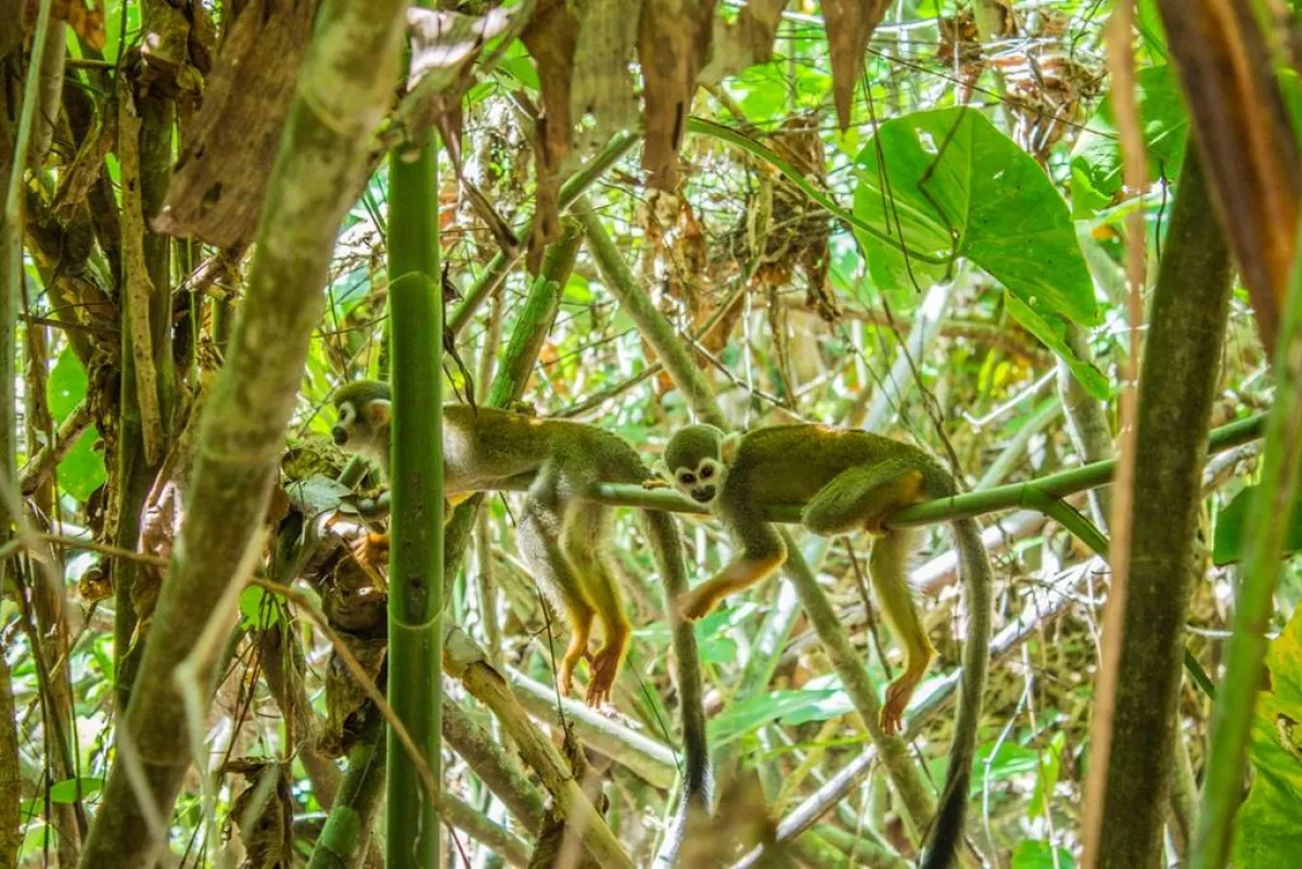 زوجان من القرود السنجابيّة في المحميّة الطبيعيّة (بيبيربوت)  